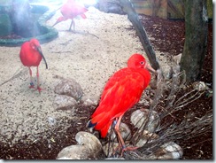 2008.05.26-011 ibis rouges