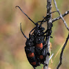 Rooibos longhorn beetle