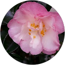 Heather Beam