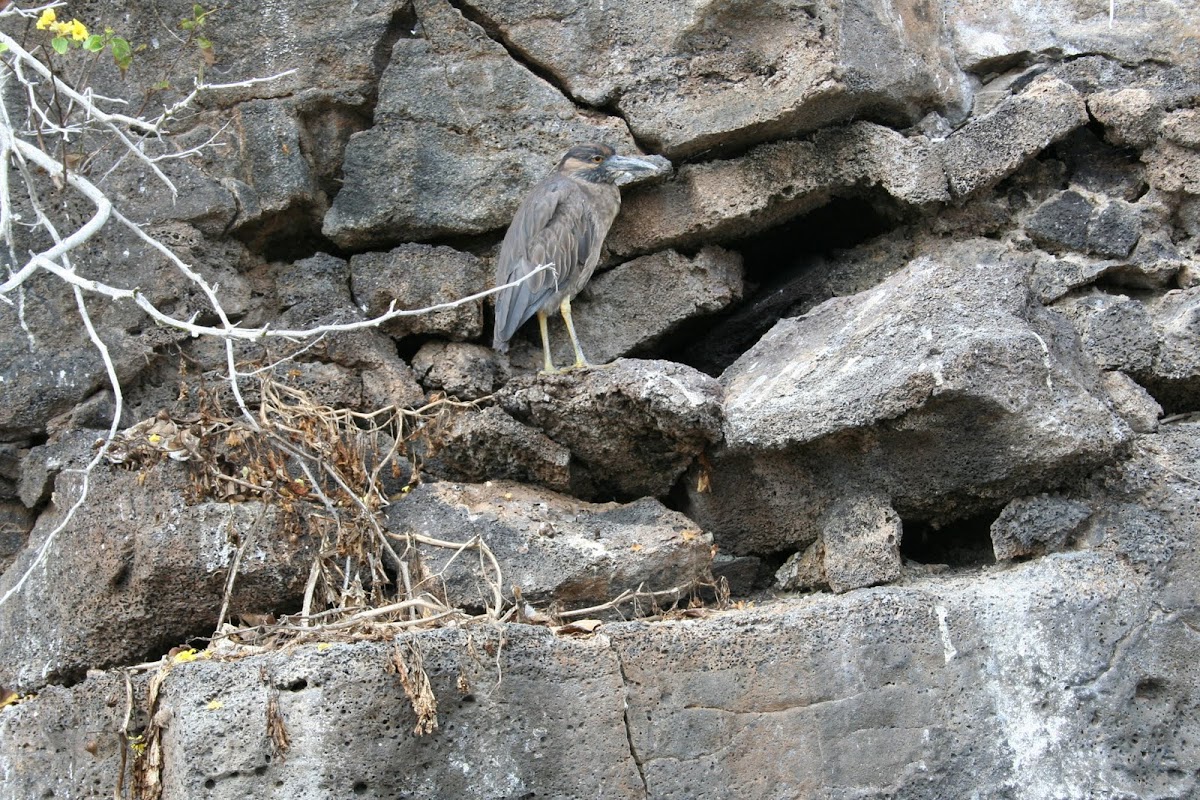 Striated Heron