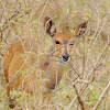 Bushbuck Doe