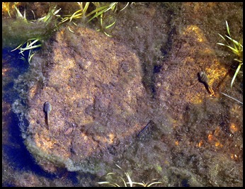 12c - Jordan Pond Trail - tadpoles in clear water