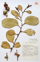 Herbarium sheet