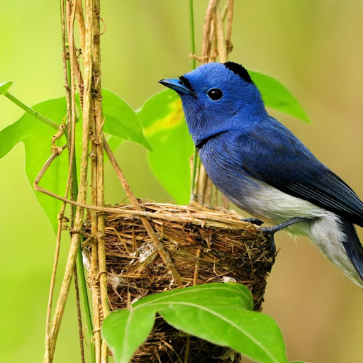 Hd-172838-ascw172838