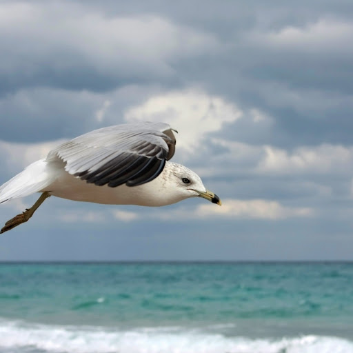 Hd-146025-ascw146025