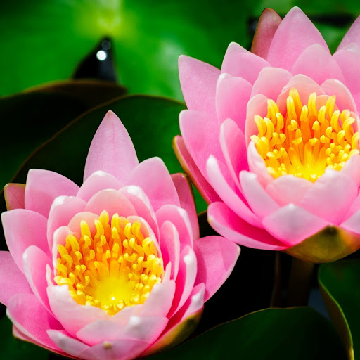 Hd-172731-ascw172731