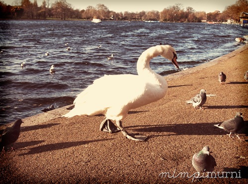 A swan at Serpentine Lake, Hyde Park. This fella was huge (with his neck extended he could've easily reached my shoulder!). I kept a good distance away from it, trust me.