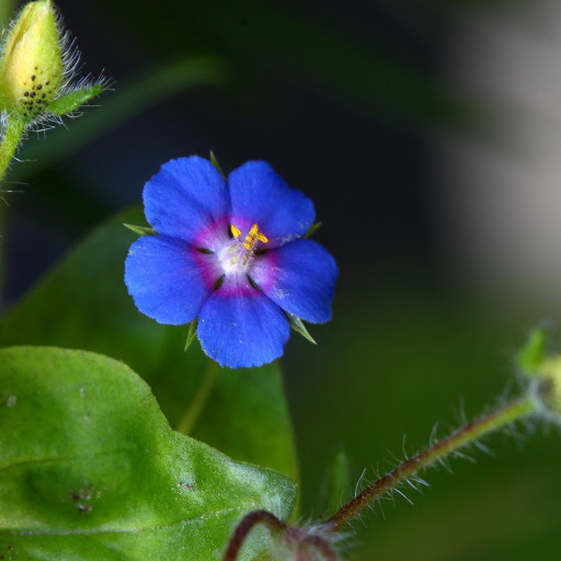 Hd-177565-ascw177565