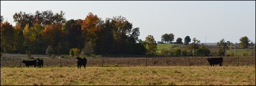 cows in the fall2