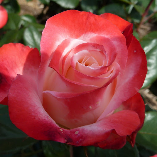 Hd-146534-ascw146534