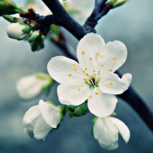 Hd-175725-ascw175725