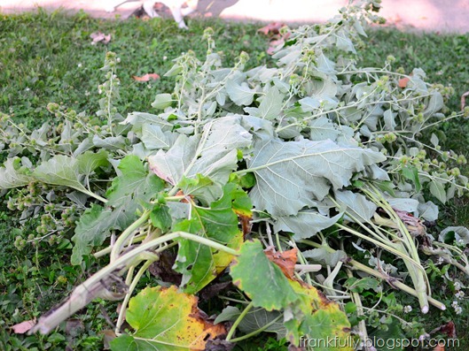 piles of burdock