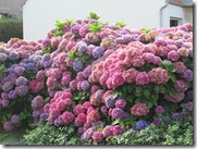 IMG_4959 IMG_4959