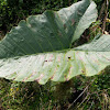Taro Leaf / Ape Leaf