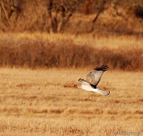 15. harrier-kab