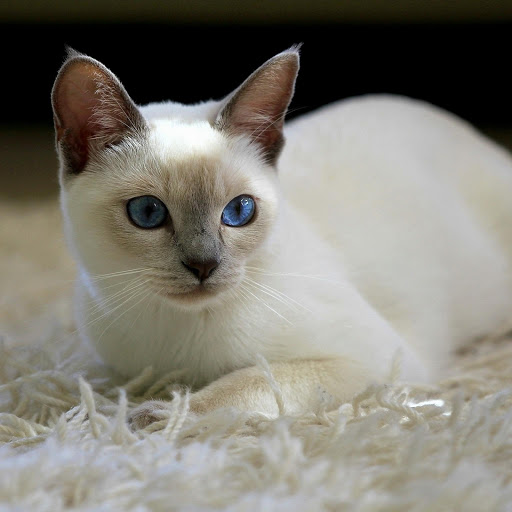 Hd-177130-ascw177130