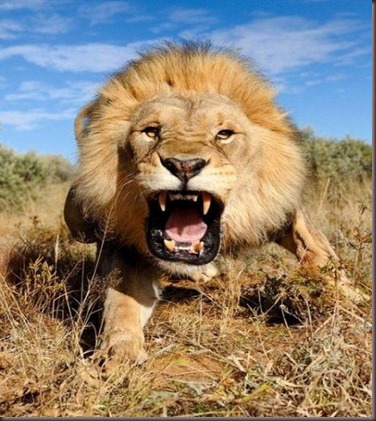 Amazing Animals Pictures Lion  (10)