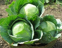 cabbages 