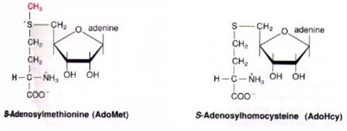 S-AdenosylThermocystine