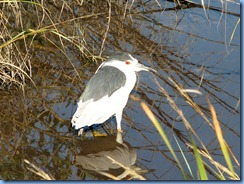 6285 Texas, South Padre Island - Birding and Nature Center guided bird walk - Black-crowned Night-heron