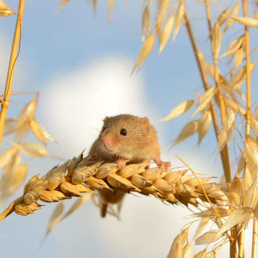 Hd-181092-ascw181092