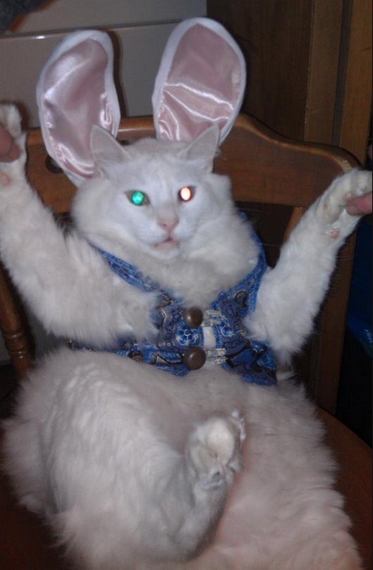 [animales%2520disfrazados%2520%25286%2529%255B3%255D.jpg]