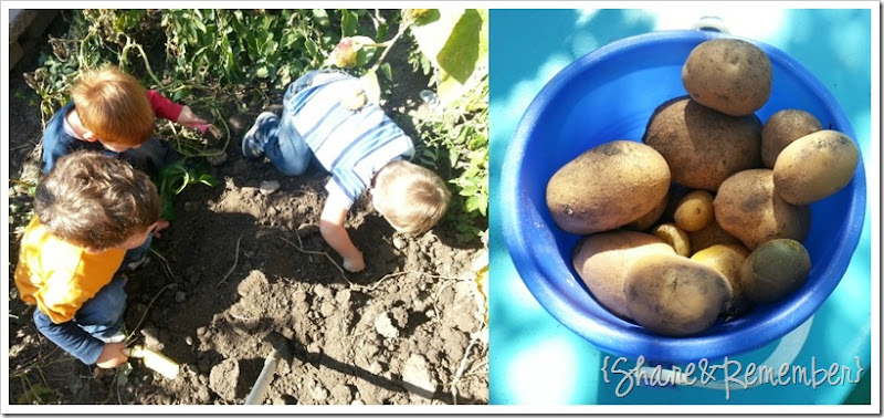 digging up potatoes