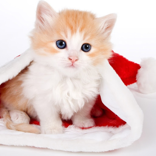 Hd-159403-ascw159403