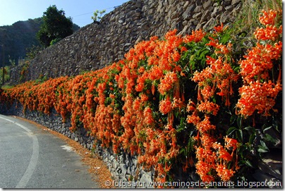 2091 Valsequillo-Valle San Roque(Trompetero naranja) 2091 Valsequillo-Valle San Roque(Trompetero naranja)