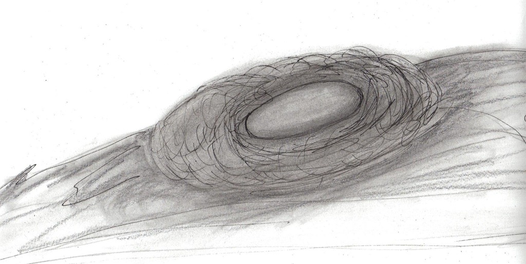 [Parti-Nest-cropped-and-rotated2.jpg]