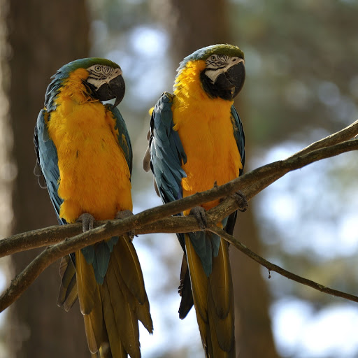 Hd-173001-ascw173001