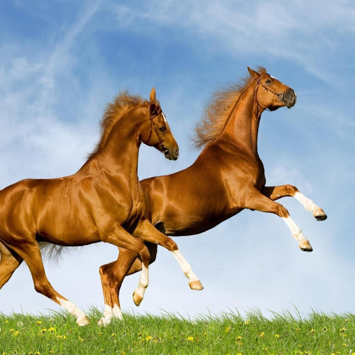 Hd-171996-ascw171996