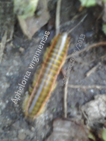 Apheloria virginiensis a millipede found in the wet woods