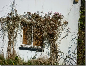 clematis clings on at cobblers lock