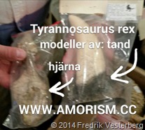 bm-image-778053 Tyrannosaurus rex hjärna och tand. Med amorism