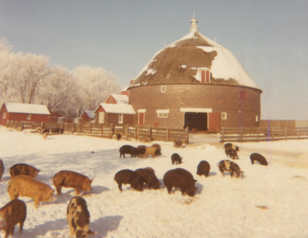 Round barn and pigs