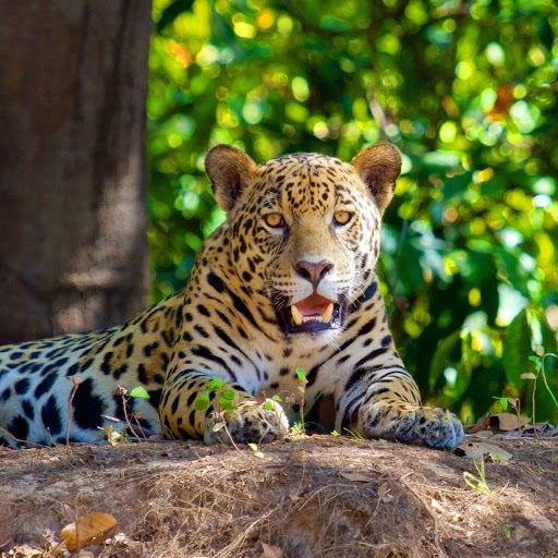 Hd-180623-ascw180623