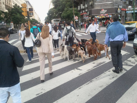 La lucru-Buenos Aires, plimbator de caini