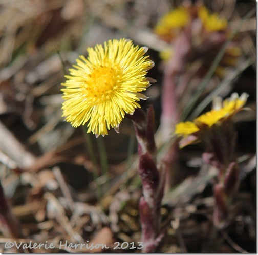 1-coltsfoot