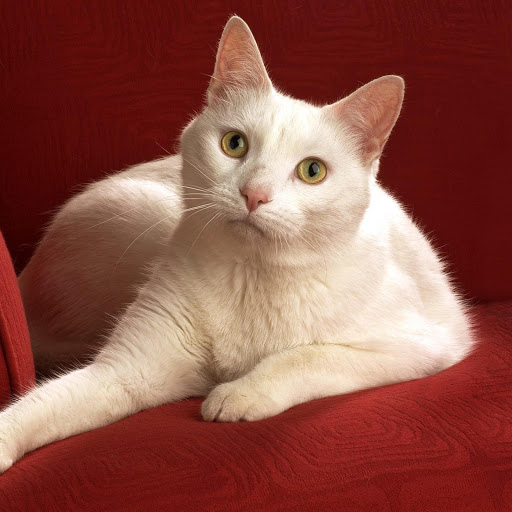 Hd-178173-ascw178173