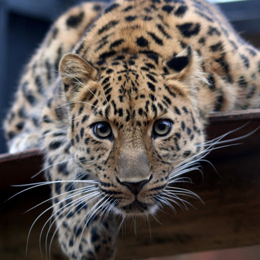 Hd-156813-ascw156813