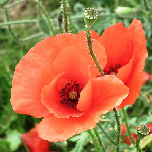 Hd-174331-ascw174331