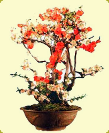 Cotogno da fiore2 Cotogno da fiore2