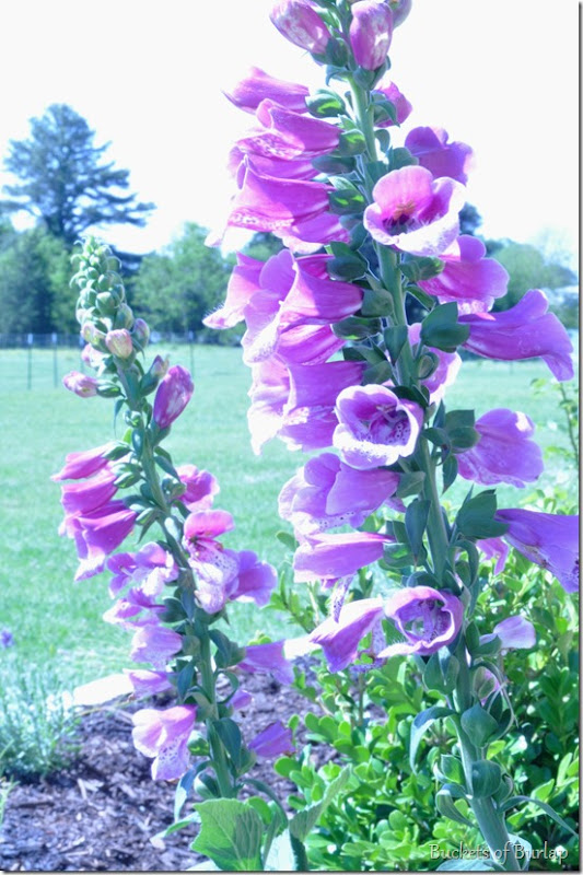 Mother's Day foxgloves
