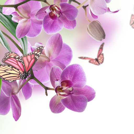 Hd-155777-ascw155777