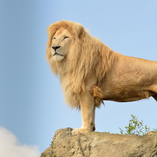 Hd-185833-ascw185833