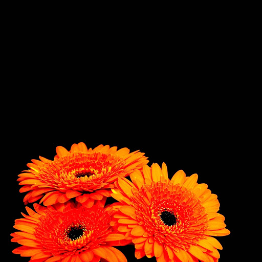 Hd-146083-ascw146083