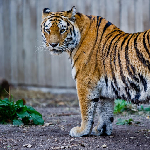 Hd-136813-ascw136813