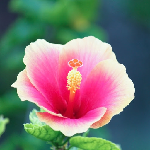 Hd-133826-ascw133826