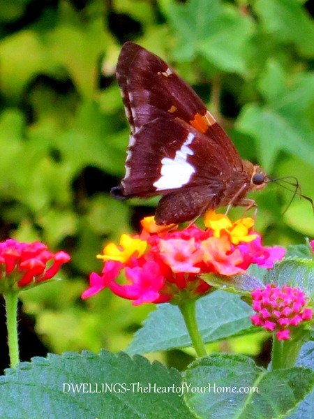 garden-butterflies